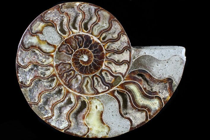 Cut Ammonite Fossil (Half) - Agatized #79163
